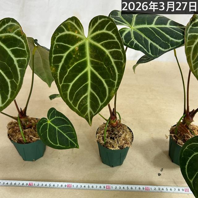 【人気】アンスリウム レガレ 3.5号硬質ポット(個体おまかせ1鉢)　観葉植物 インテリアグリーン 室内園芸 おしゃれ 可愛い かわいい |  | 07