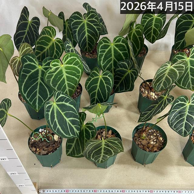 人気】アンスリウム レガレ 3.5号硬質ポット(個体おまかせ1鉢)※葉傷み