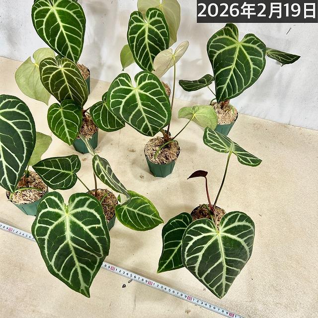 【おすすめ】アンスリウム レガレ 3.5号硬質ポット(個体おまかせ1鉢)　観葉植物 インテリアグリーン 室内園芸 おしゃれ 可愛い かわいい |  | 08