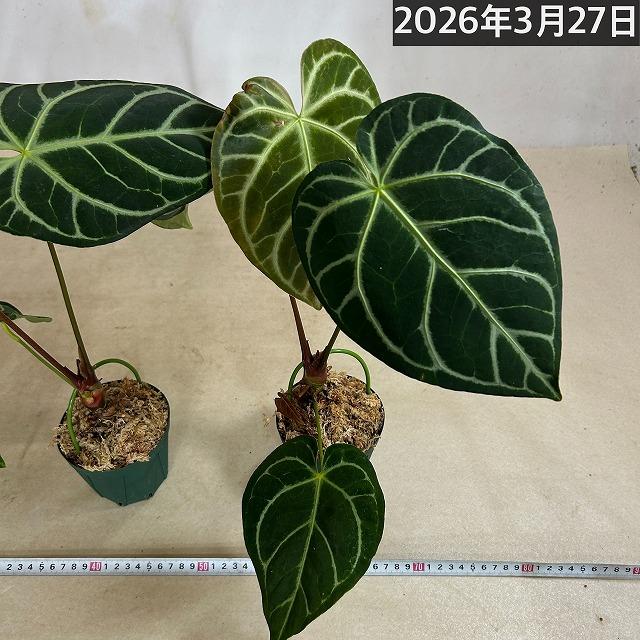 【人気】アンスリウム レガレ 3.5号硬質ポット(個体おまかせ1鉢)　観葉植物 インテリアグリーン 室内園芸 おしゃれ 可愛い かわいい |  | 08