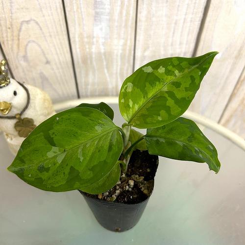 2026年1月】アグラオネマ（園芸用土）のおすすめ人気ランキング