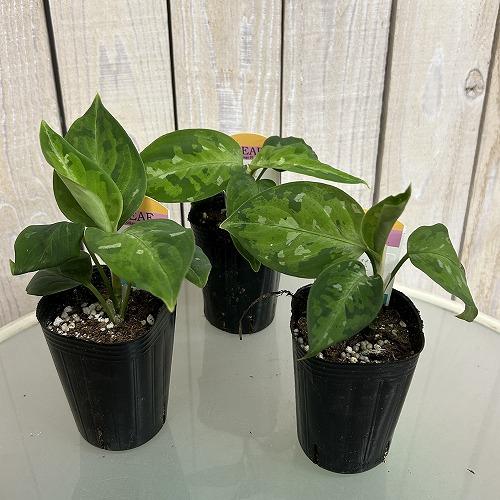 観葉植物 アグラオネマ ピクタム トリカラー 2.5号ロングポット(個体