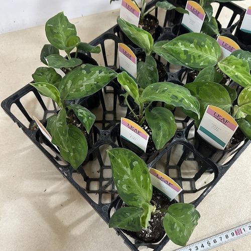 観葉植物 アグラオネマ ピクタム トリカラー 2.5号ロングポット(個体
