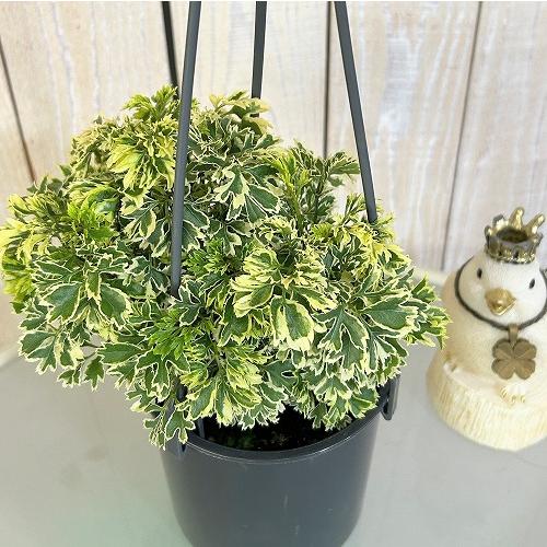 観葉植物 ポリシャス フルティコーサ バリエガータ 4吊り鉢(底穴なし