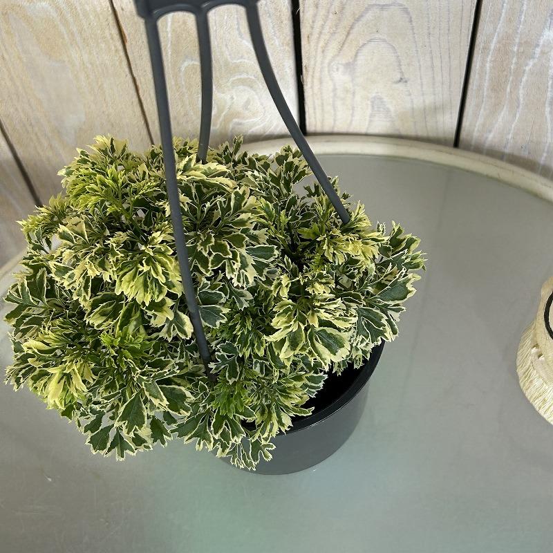 観葉植物 ポリシャス フルティコーサ バリエガータ 4吊り鉢(底穴なし