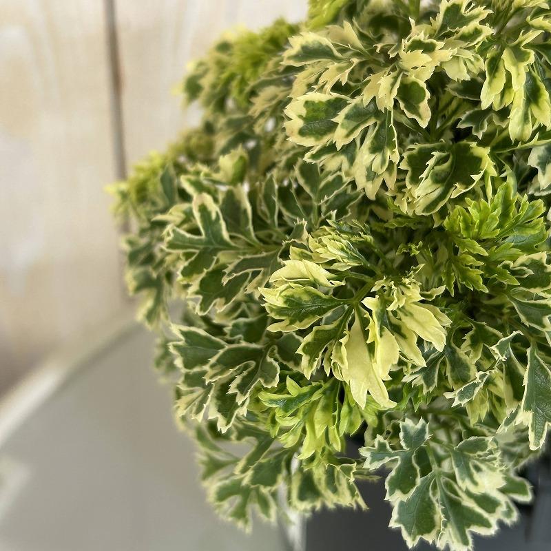 観葉植物 ポリシャス フルティコーサ バリエガータ 4吊り鉢(底穴なし