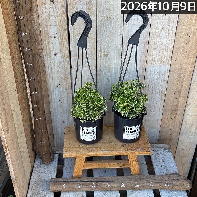 ポリシャス　アルボ　バリエガタ　b 観葉植物 ポリシャス フルティコーサ バリエガータ 4吊り鉢(底穴なし