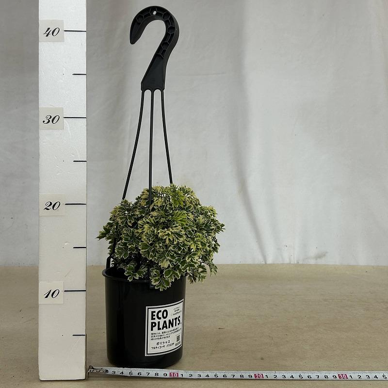 観葉植物 ポリシャス フルティコーサ バリエガータ 4吊り鉢(底穴なし