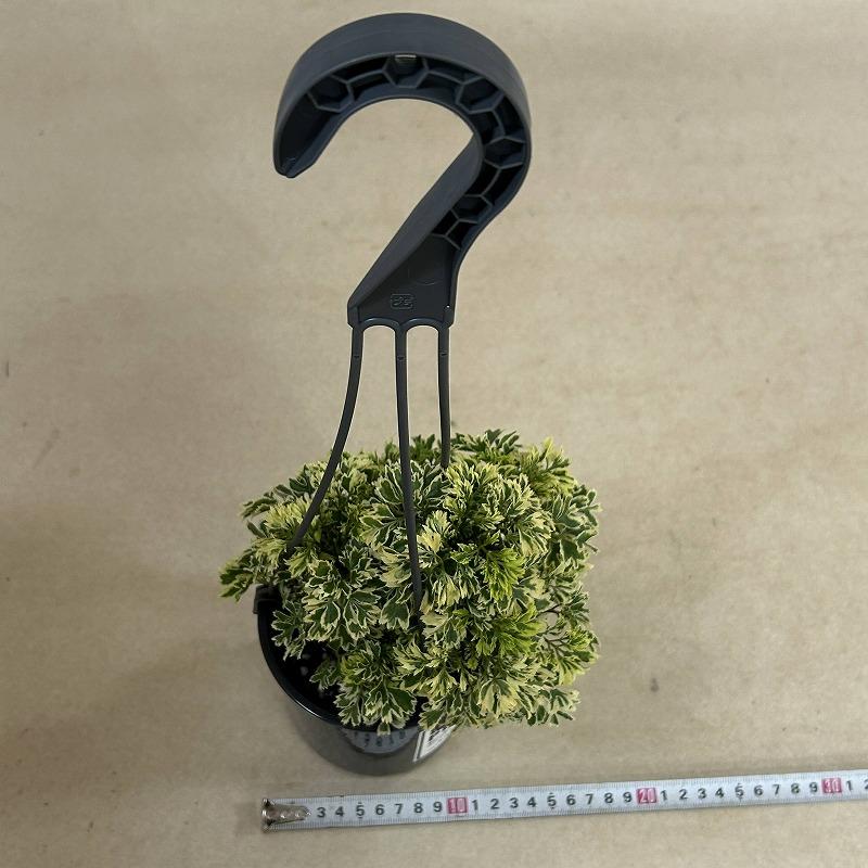 観葉植物 ポリシャス フルティコーサ バリエガータ 4吊り鉢(底穴なし