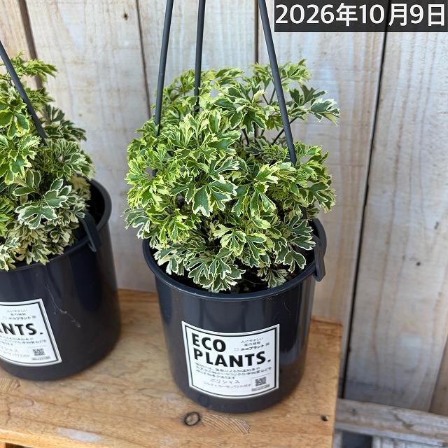 観葉植物 ポリシャス フルティコーサ バリエガータ 4吊り鉢(底穴なし