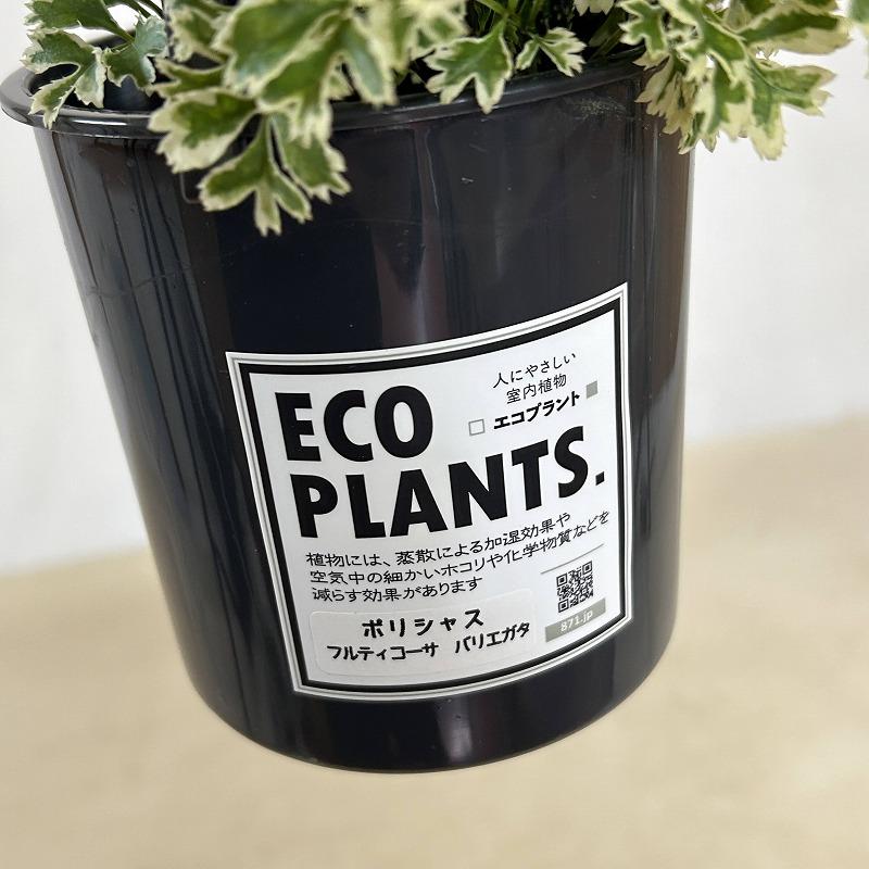観葉植物 ポリシャス フルティコーサ バリエガータ 4吊り鉢(底穴なし