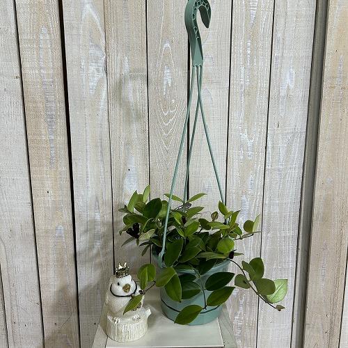 観葉植物　エスキナンサス モナリザ 5号吊り鉢(青鉢)(個体おまかせ1鉢)　インテリアグリーン 室内園芸 おしゃれ 可愛い かわいい |  | 01