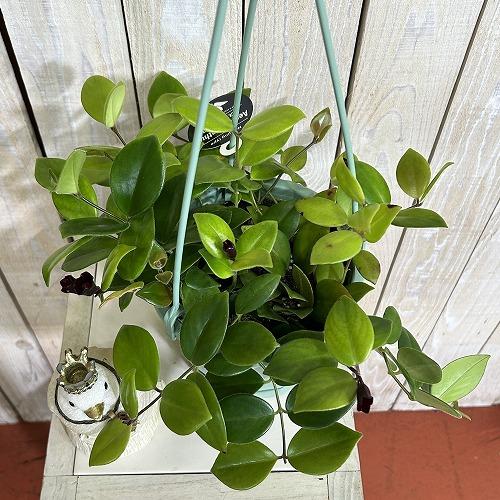 観葉植物　エスキナンサス モナリザ 5号吊り鉢(青鉢)(個体おまかせ1鉢)　インテリアグリーン 室内園芸 おしゃれ 可愛い かわいい |  | 02