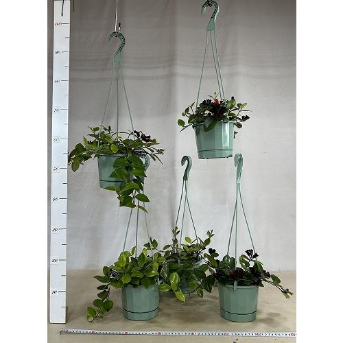 観葉植物　エスキナンサス モナリザ 5号吊り鉢(青鉢)(個体おまかせ1鉢)　インテリアグリーン 室内園芸 おしゃれ 可愛い かわいい |  | 06