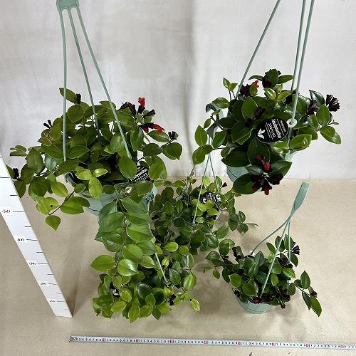 観葉植物　エスキナンサス モナリザ 5号吊り鉢(青鉢)(個体おまかせ1鉢)　インテリアグリーン 室内園芸 おしゃれ 可愛い かわいい |  | 07