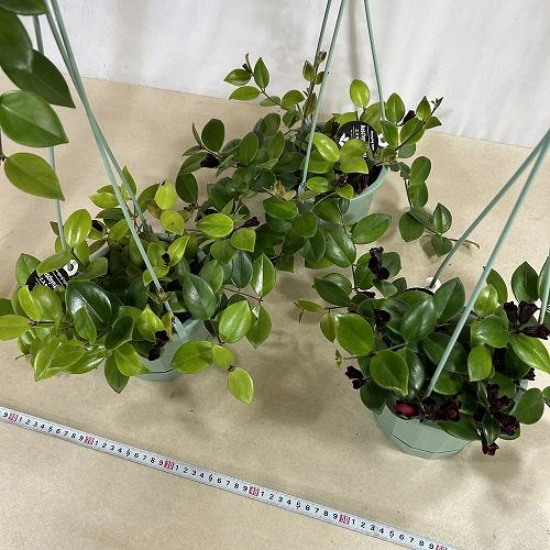 観葉植物　エスキナンサス モナリザ 5号吊り鉢(青鉢)(個体おまかせ1鉢)　インテリアグリーン 室内園芸 おしゃれ 可愛い かわいい |  | 08