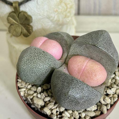 多肉植物　[傷み有り]メセン プレイオスピロス 令和の桃太郎 2.5号(個体おまかせ1鉢)　インテリアグリーン 室内園芸 おしゃれ 可愛い かわいい | 