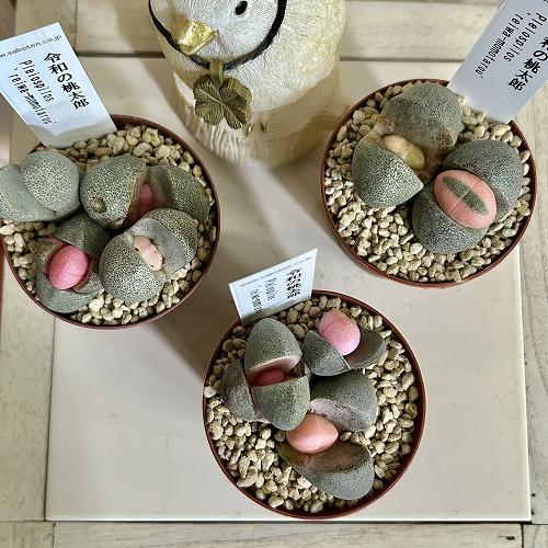 多肉植物　[傷み有り]メセン プレイオスピロス 令和の桃太郎 2.5号(個体おまかせ1鉢)　インテリアグリーン 室内園芸 おしゃれ 可愛い かわいい |  | 02