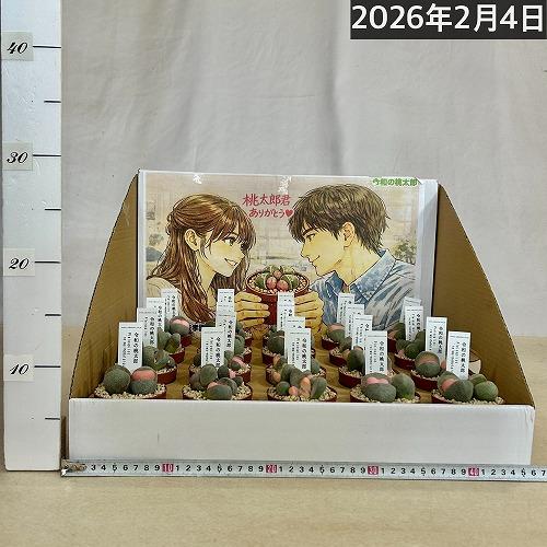 多肉植物　[傷み有り]メセン プレイオスピロス 令和の桃太郎 2.5号(個体おまかせ1鉢)　インテリアグリーン 室内園芸 おしゃれ 可愛い かわいい |  | 03