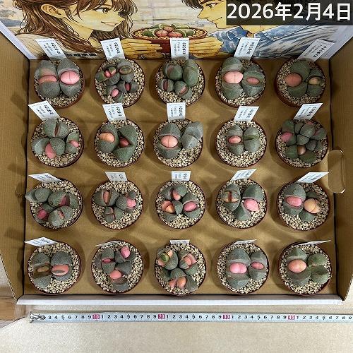 多肉植物　[傷み有り]メセン プレイオスピロス 令和の桃太郎 2.5号(個体おまかせ1鉢)　インテリアグリーン 室内園芸 おしゃれ 可愛い かわいい |  | 04