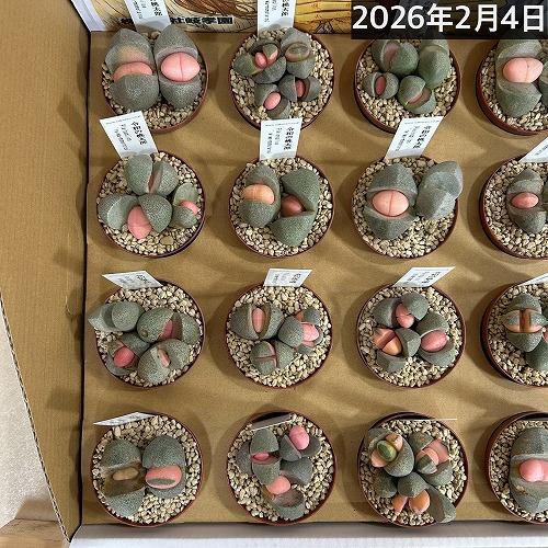 多肉植物　[傷み有り]メセン プレイオスピロス 令和の桃太郎 2.5号(個体おまかせ1鉢)　インテリアグリーン 室内園芸 おしゃれ 可愛い かわいい |  | 05