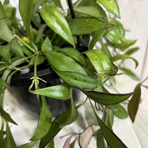 観葉植物 ホヤ ラクノーサ 4号吊り鉢(黒鉢)(個体おまかせ1鉢