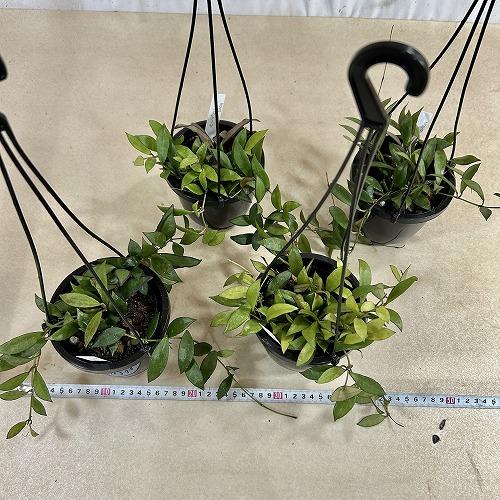 観葉植物 ホヤ ラクノーサ 4号吊り鉢(黒鉢)(個体おまかせ1鉢
