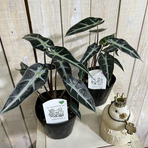 観葉植物　アロカシア バンビ−ノ 3.5号ポット(個体おまかせ1鉢)　インテリアグリーン 室内園芸 おしゃれ 可愛い かわいい |  | 01