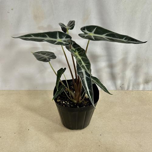 観葉植物　アロカシア バンビ−ノ 3.5号ポット(個体おまかせ1鉢)　インテリアグリーン 室内園芸 おしゃれ 可愛い かわいい |  | 02