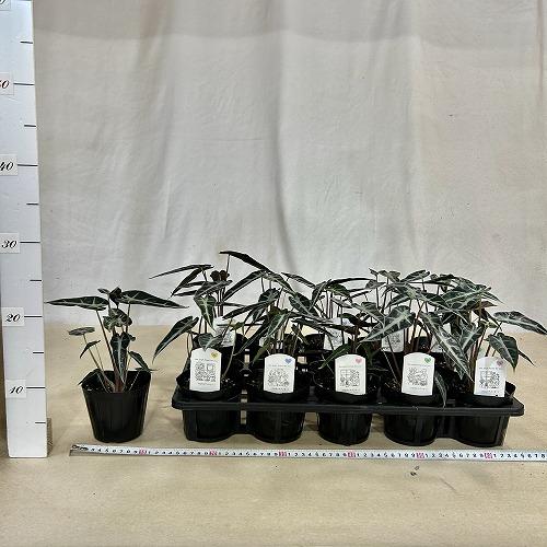 観葉植物　アロカシア バンビ−ノ 3.5号ポット(個体おまかせ1鉢)　インテリアグリーン 室内園芸 おしゃれ 可愛い かわいい |  | 03