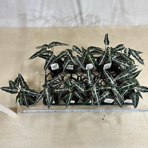 観葉植物　アロカシア バンビ−ノ 3.5号ポット(個体おまかせ1鉢)　インテリアグリーン 室内園芸 おしゃれ 可愛い かわいい |  | 04