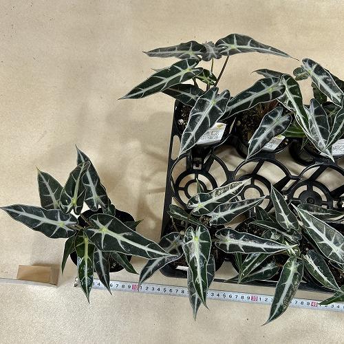 観葉植物　アロカシア バンビ−ノ 3.5号ポット(個体おまかせ1鉢)　インテリアグリーン 室内園芸 おしゃれ 可愛い かわいい |  | 05