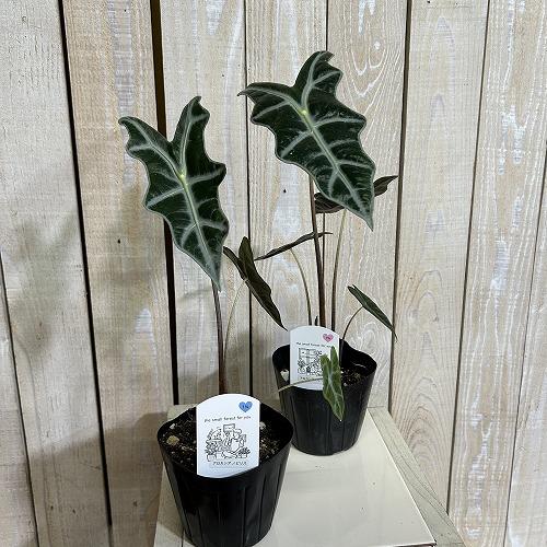 観葉植物 アロカシア ノビリス 3.5号ポット(個体おまかせ1鉢