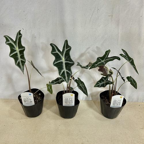 観葉植物 アロカシア ノビリス 3.5号ポット(個体おまかせ1鉢