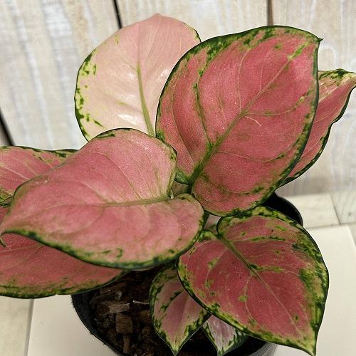 観葉植物 アグラオネマ オーピシャスレッド 3.5号ポット(個体おまかせ1