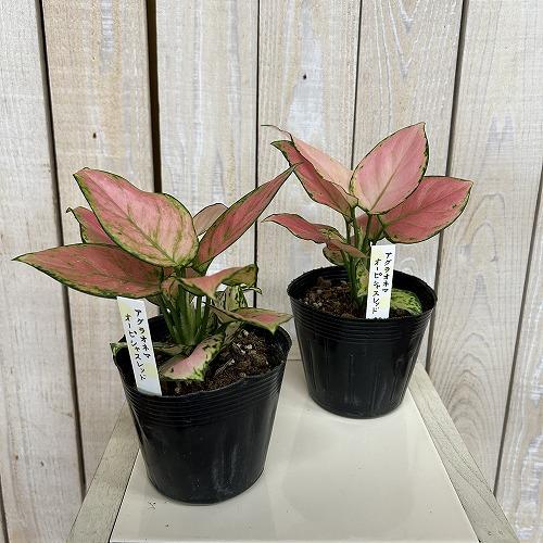 KURO　様　3点　セット　アグラオネマ　ピンク　プレステージ　観葉植物 観葉植物 アグラオネマ オーピシャスレッド 3.5号ポット(個体おまかせ1