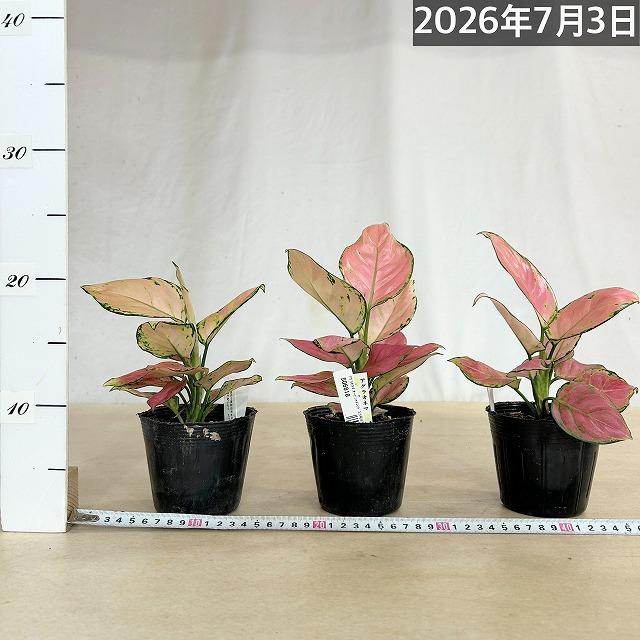 観葉植物 アグラオネマ オーピシャスレッド 3.5号ポット(個体おまかせ1