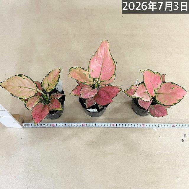 観葉植物 アグラオネマ オーピシャスレッド 3.5号ポット(個体おまかせ1