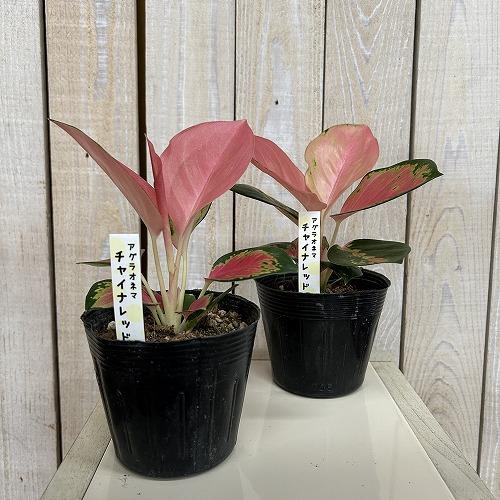 観葉植物 アグラオネマ チャイナレッド 3.5号ポット(個体おまかせ1鉢