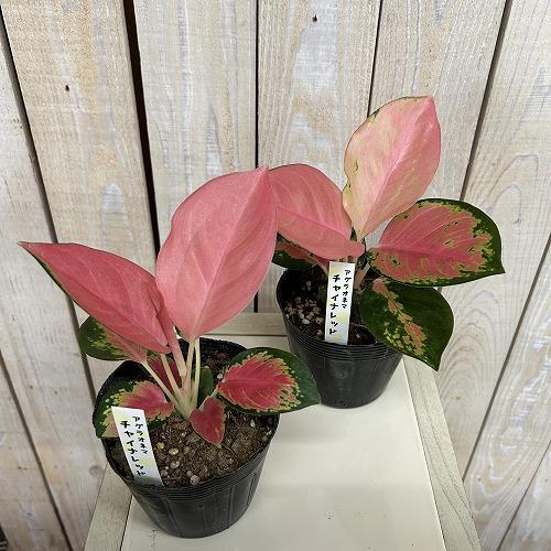 観葉植物 アグラオネマ チャイナレッド 3.5号ポット(個体おまかせ1鉢
