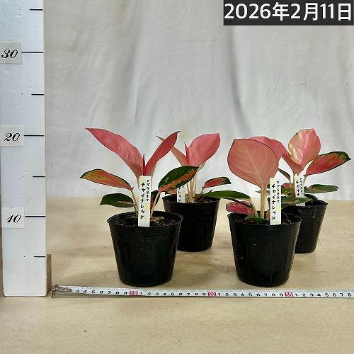 観葉植物 アグラオネマ チャイナレッド 3.5号ポット(個体おまかせ1鉢