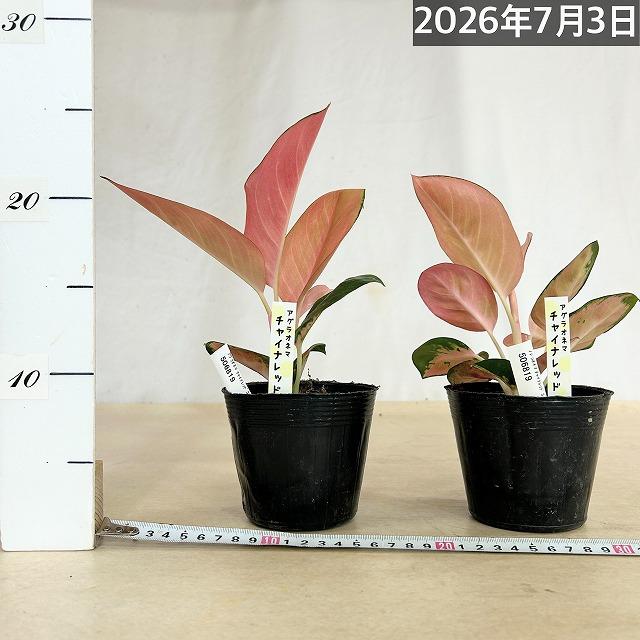 観葉植物 アグラオネマ チャイナレッド 3.5号ポット(個体おまかせ1鉢