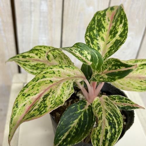 観葉植物 アグラオネマ ピンクバタフライ 3.5号ポット(個体おまかせ1鉢