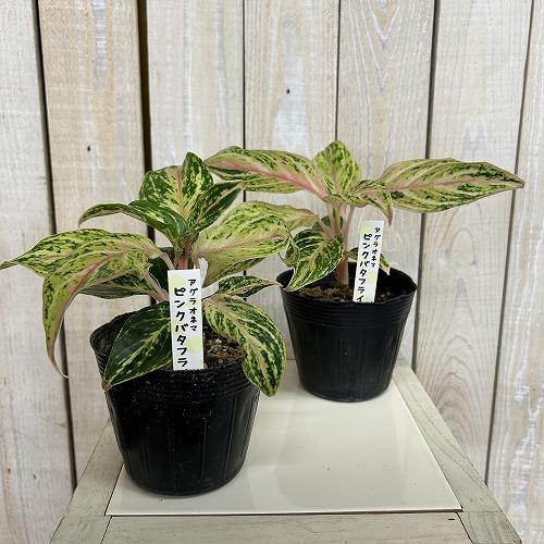 観葉植物 アグラオネマ ピンクバタフライ 3.5号ポット(個体おまかせ1鉢