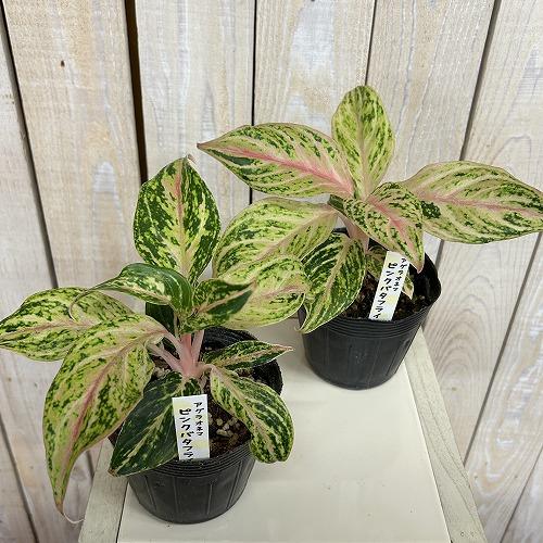 観葉植物 アグラオネマ ピンクバタフライ 3.5号ポット(個体おまかせ1鉢