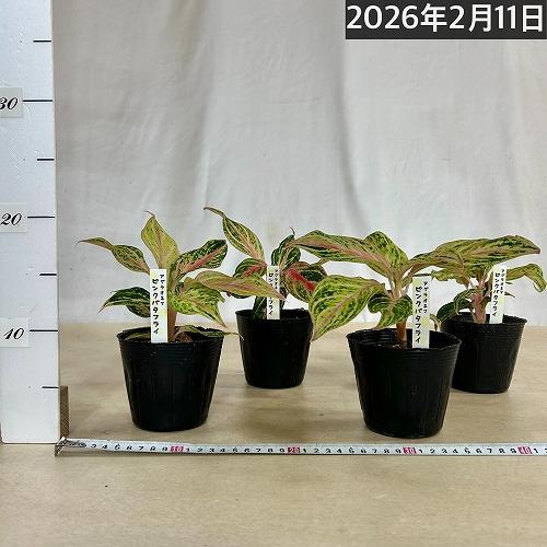 アグラオネマ　③ 観葉植物 アグラオネマ ピンクバタフライ 3.5号ポット(個体おまかせ1鉢