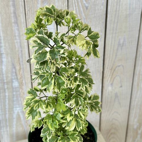 観葉植物　斑入りポリシャス ホイップツリー 4号スリット鉢(個体おまかせ1鉢)　インテリアグリーン 室内園芸 おしゃれ 可愛い かわいい | 