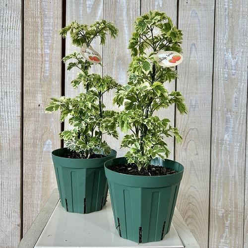 観葉植物　斑入りポリシャス ホイップツリー 4号スリット鉢(個体おまかせ1鉢)　インテリアグリーン 室内園芸 おしゃれ 可愛い かわいい |  | 01