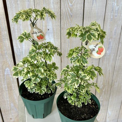 観葉植物　斑入りポリシャス ホイップツリー 4号スリット鉢(個体おまかせ1鉢)　インテリアグリーン 室内園芸 おしゃれ 可愛い かわいい |  | 02