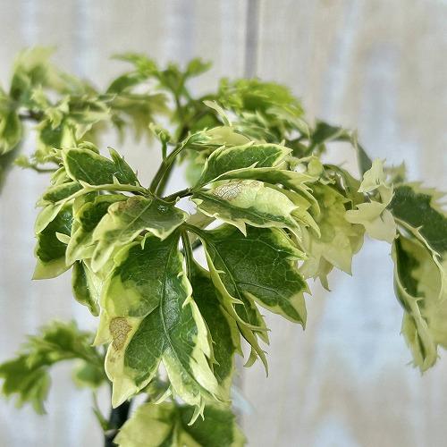 観葉植物　斑入りポリシャス ホイップツリー 4号スリット鉢(個体おまかせ1鉢)　インテリアグリーン 室内園芸 おしゃれ 可愛い かわいい |  | 03